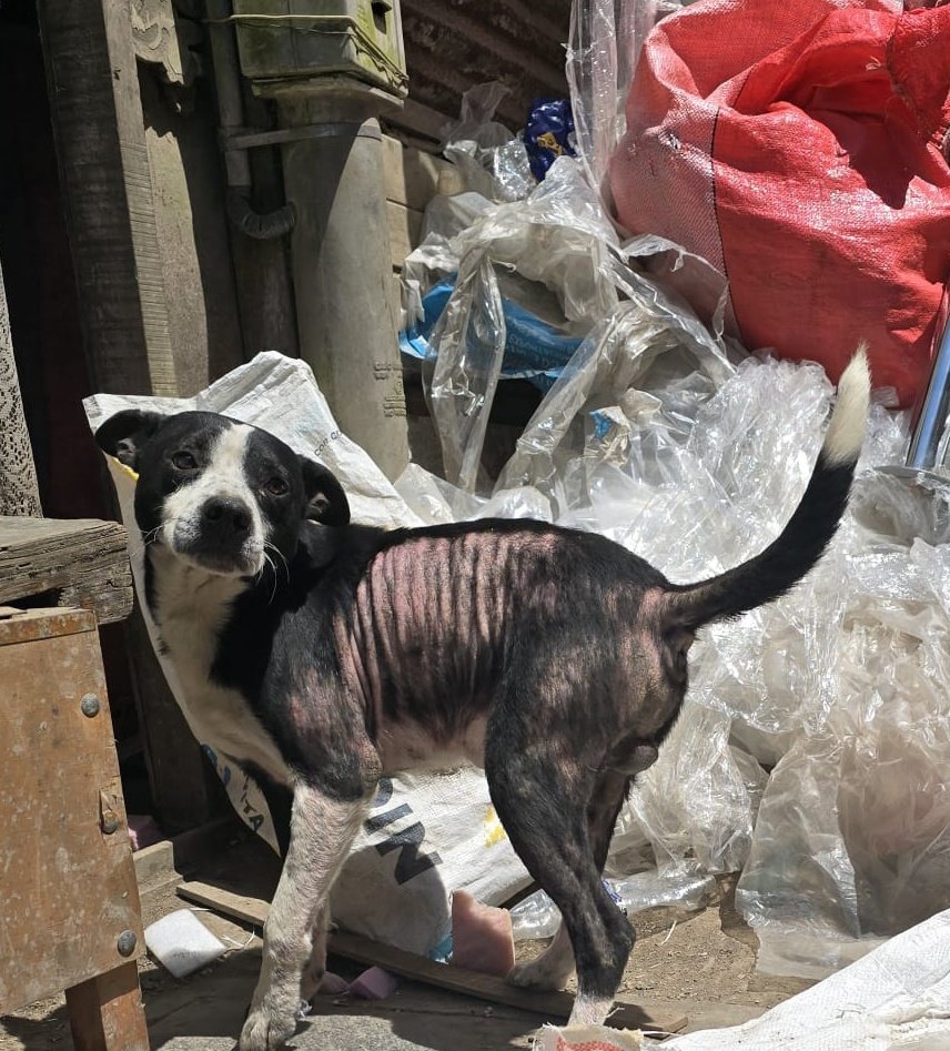 Amigos el Comedor Perruno necesita de  su apoyo para poder continuar alimentando y curando Lomitos 
Es difícil pero podemos hacerlo entre todos
Estamos en una situación difícil juntando lo que se debe de alimento y ya tenemos que comprar otra ves 
Porfavor apoyemos 967708944