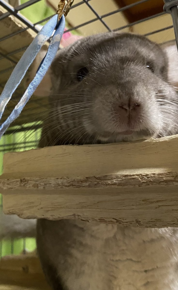 チンチラ プロフ必読‼️です❣️ ☆。.:＊・゜ ちむたんまんまるで可愛い🥰 お手手のサイズ感がたまり