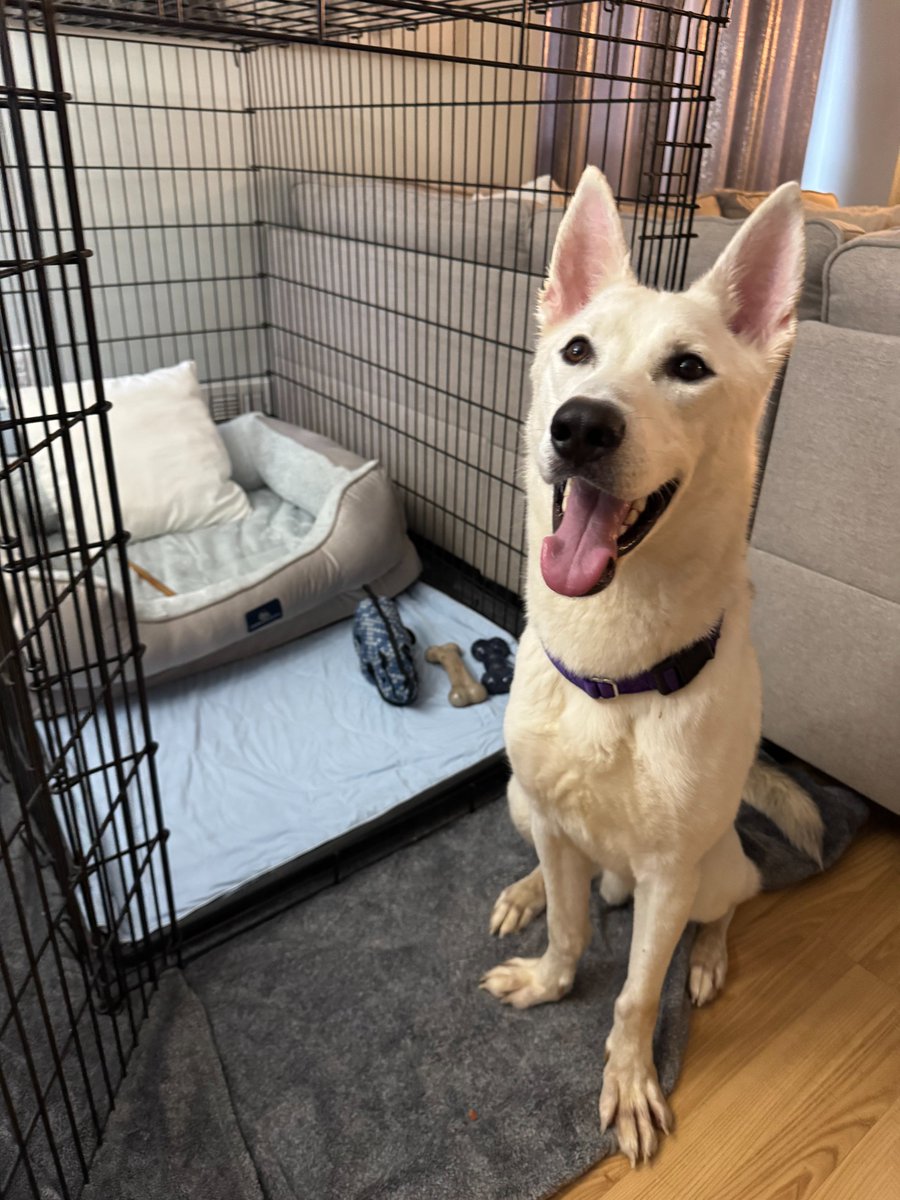 PoundHoundsResQ's tweet photo. Is today a snow day? ❄️
Well it seems like we have two snow dogs 🐕🐶 ❄️ showing off their new #freedompics !
Up first we have bi- colored eye Rocky. Rocky's short life was almost cut short because his owner was having health issues and became allergic to him. So he was surrendered to the New York Animal Care Centers.
His owners had such wonderful things to say about him. He never had accidents, he was shy and affectionate and lived with kids He loved car rides. He was a GEM 💎 of a dog.
Well he is loving living in NJ and has a built in dog family to boot! His mom says he is a perfect angel.😇
Then we have the other Rocky. This Rocky is a one year old owner surrender due to a new baby. Yup in with the new out with the old. UGH. This energetic guy loves long walks, is a cuddle bug and loves to spend time with his family. But unfortunately they didn't feel the same about him.
But that is now old news. Rocky is in a lovely home. He too is a #Jerseyboy and his mom raves what a good boy he is.