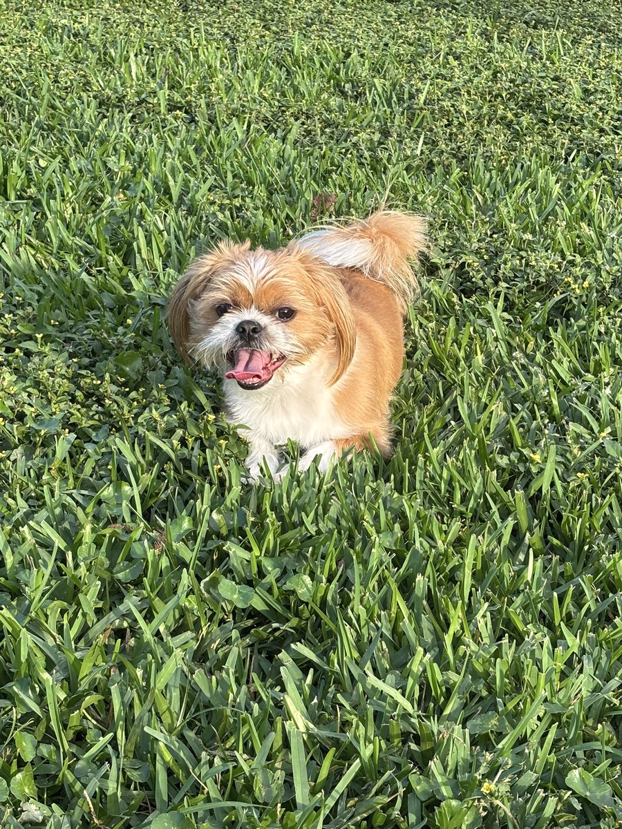 The 2026 year is coming to a close say hi to my puppy for good luck