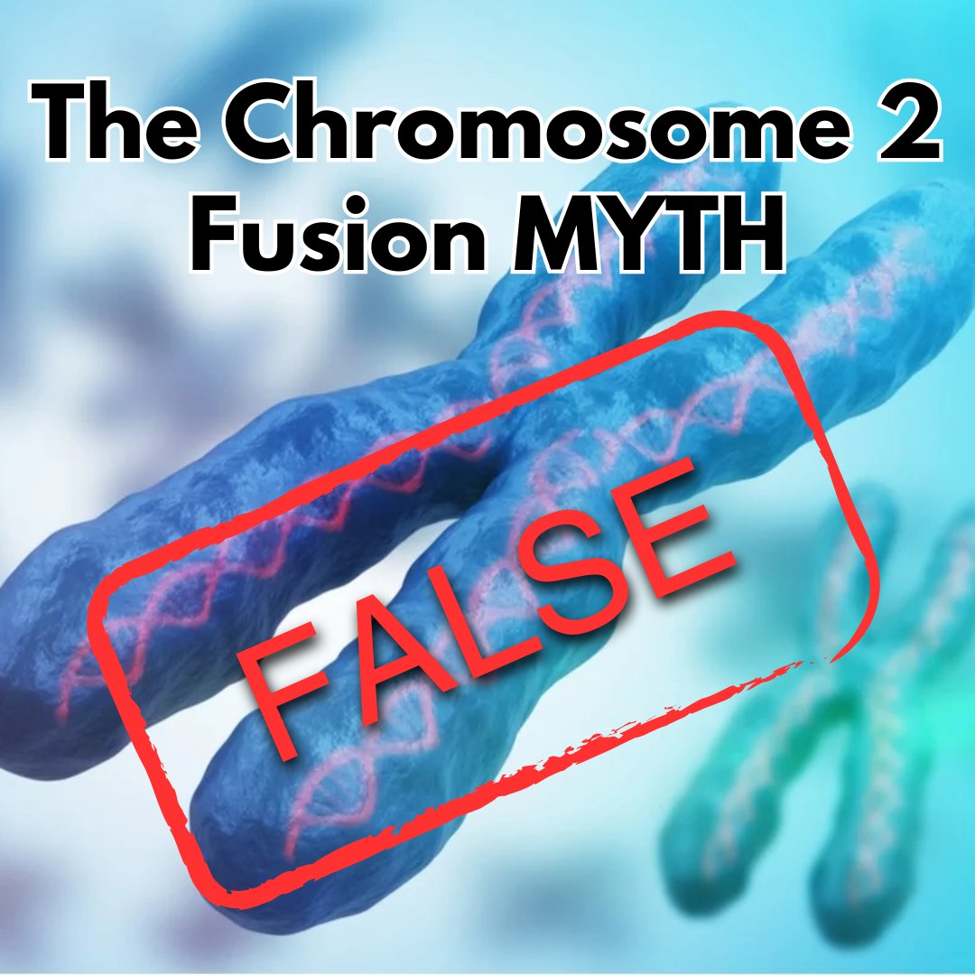 Humans did not evolve from apes or "ape-like" creatures.

One of the most popular evidences evolutionists point to for shared human-ape ancestry is Chromosome 2 Fusion.

But there are actually very good reasons to think C-2 Fusion never happened.

First, some background.

All