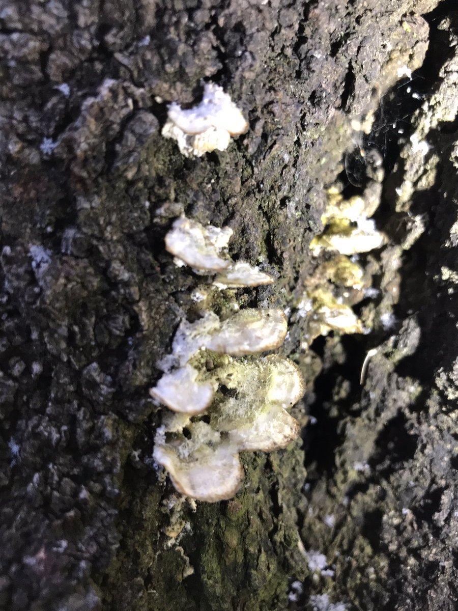 おはようきのこ