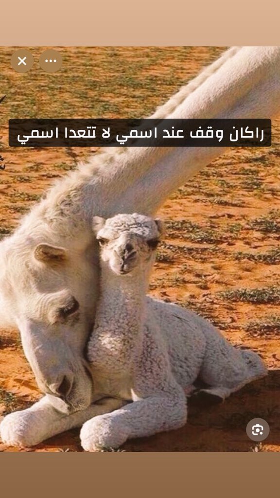 <a href="/Sahraachannel/">قناة الصحراء</a> 2017

.
.
.
.

.
 #مجلس_الصياهد

#منقية_النائلات 
.

.
.
.
.
يارب فرحه لقلبي 🌱🤍
!!!!!