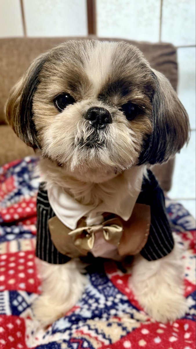 FXDF_FATBOB_BOB's tweet image. 今年も
宜しくお願いします🐶🐶😊