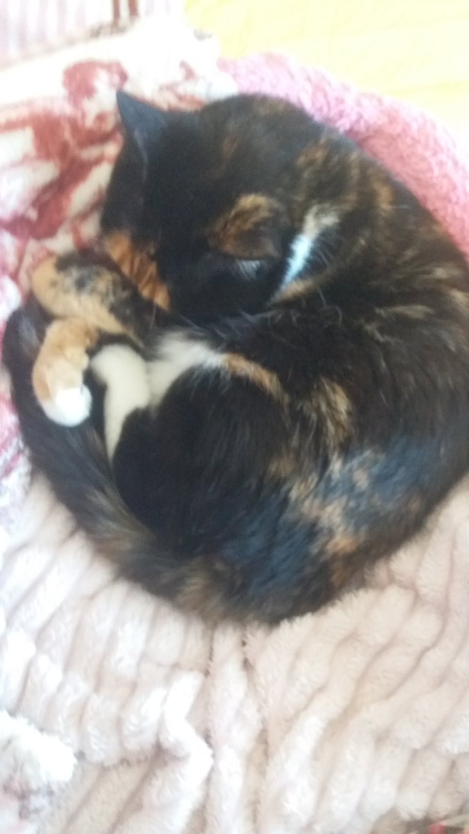 Hayallerinizin bile ötesinde güzellikte bir aile kurmak, sizi tarifsiz şekilde mutluluklara boğacak, sevgisiyle yumuş yumuş yapacak bir aile kurmak hiç zor değil, sokaklarda barınaklarda o aileye sahip olabilmeniz için birçok can sizi bekliyor🐾Bol Patili Yıllar🐾