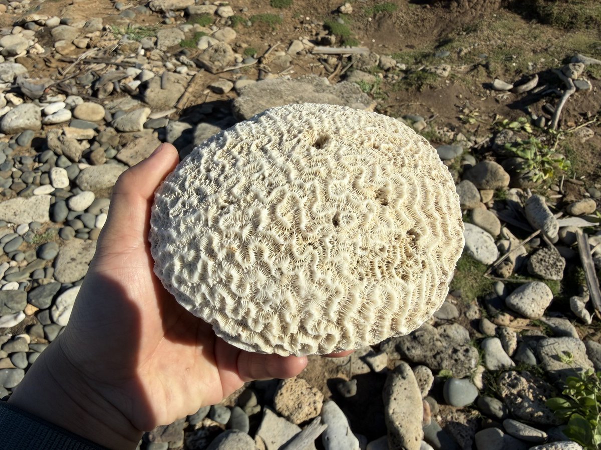 Feng Chu tweet media