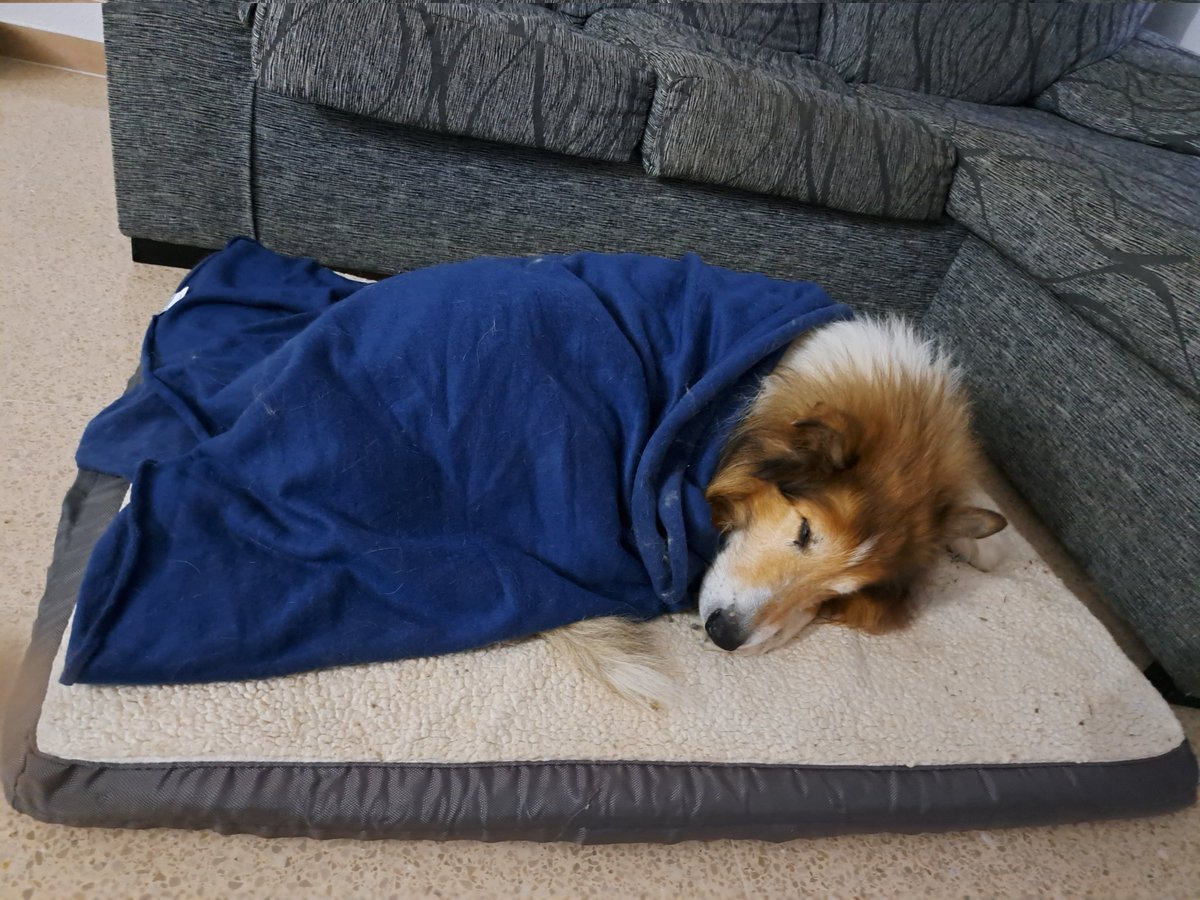 ElementerDragon's tweet photo. Happy new year to all, here my doggy alr eeping
Poor fluff https://t.co/iuBjmtnyN2