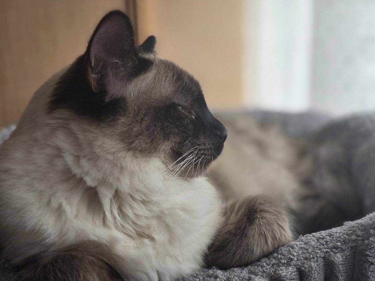 Ibey 🍳🐈 tweet media