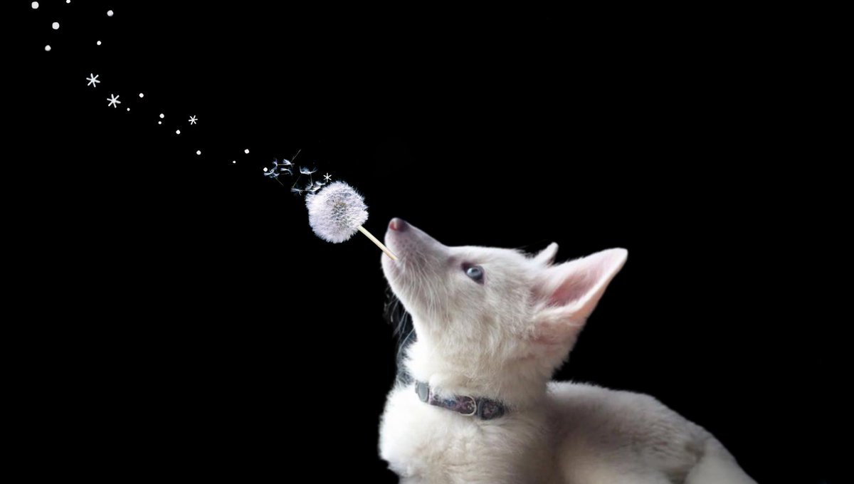 TheFoxLife's tweet image. H
  　 A
  　　    P
  　　　　 P
  　　　　　  Y

  　　              N
                      E
  　　        W

  　　   Y
               E
  　　　  A 
                   R
                         
                 ｡  ･
         ｡°*.
     ｡*･