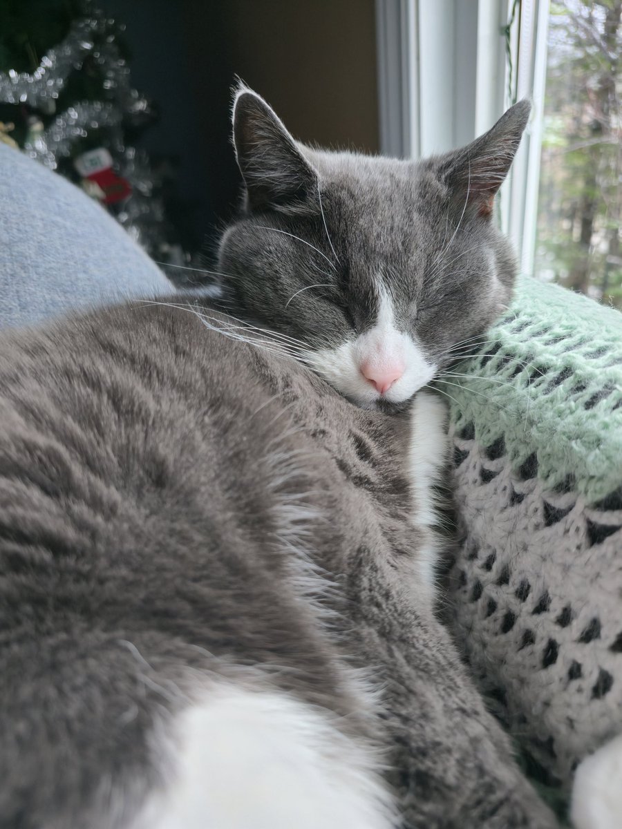 artlisa84's tweet photo. Last photo of Velvet for this year. Can't believe she'll be 14 in the new year https://t.co/oRvljZJQAm