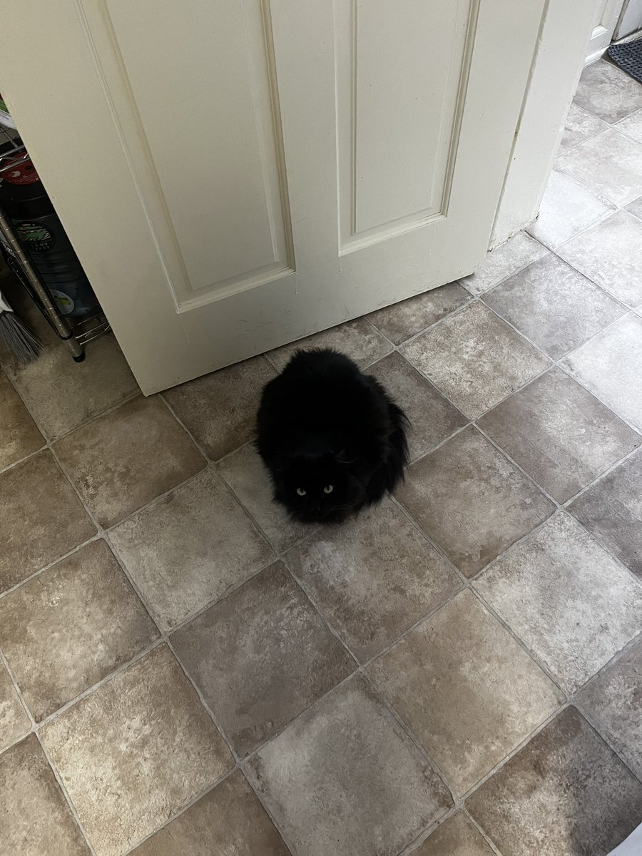 sallowboy's tweet image. keen eyed viewers may notice that there is a cat in this photo