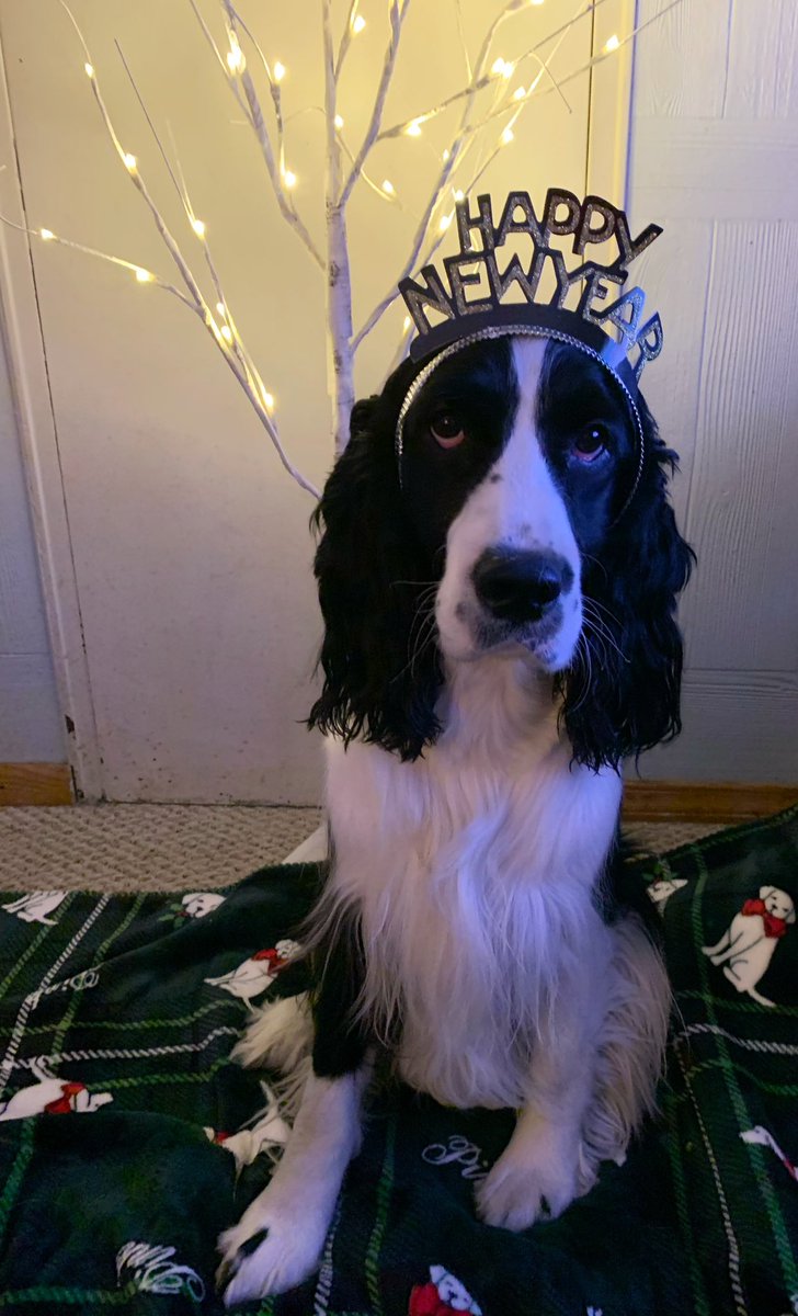 Happy New Year from Finlay! It’s Finlay’s first New Year’s Eve! 🎉 #EnglishSpringerSpaniel #puppy #newyear #dogs #holidays #puppies #NewYearsEve #NewYear2026