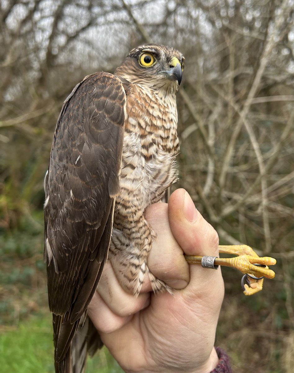 Sam Bayley tweet media