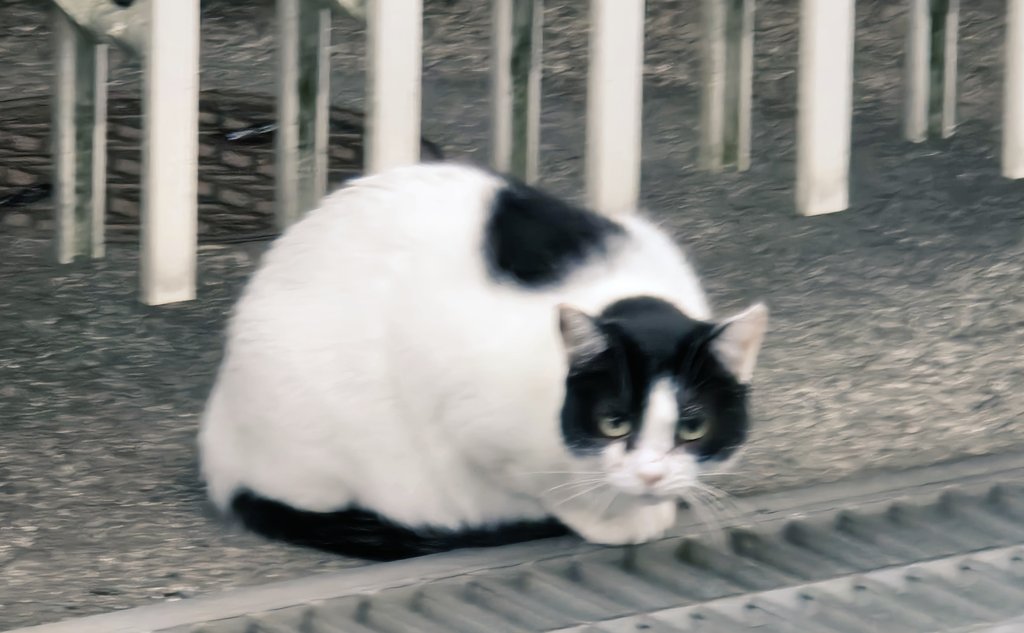 Post by さきち on X: 新年ﾈｺﾁｬﾝ