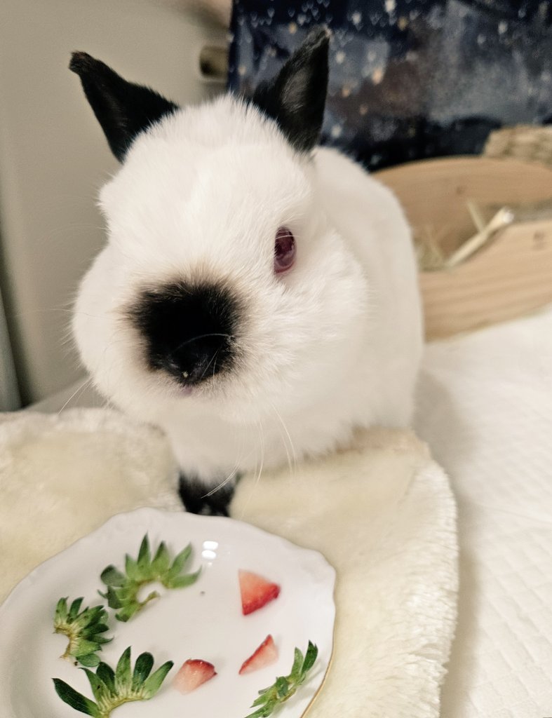 開運招福祥雲毛布です❗こちらは卯(うさぎ)になります❗ 開運招福祥雲毛布です❗こちらは丑(うし)になります❗ こあり