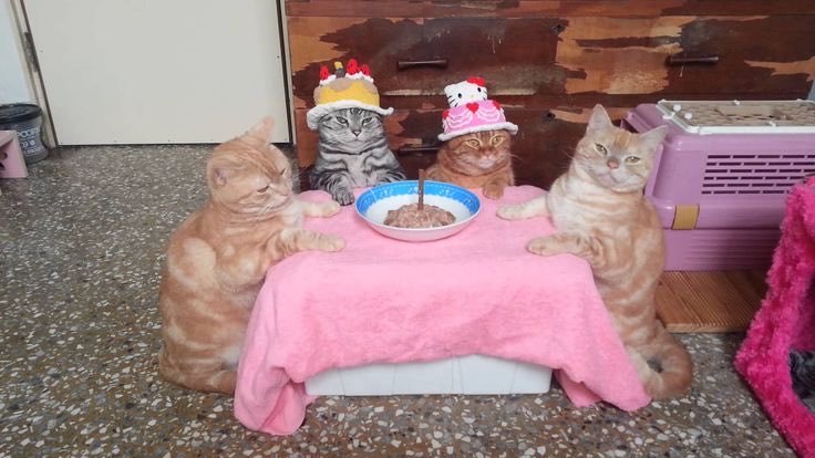 MidasDuoAnimals's tweet photo. Happy new year https://t.co/d2YByYJ761