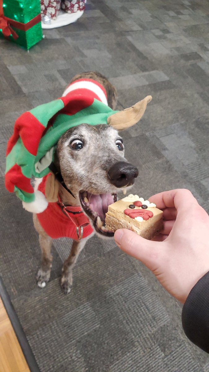 tha cowboy dog tweet media