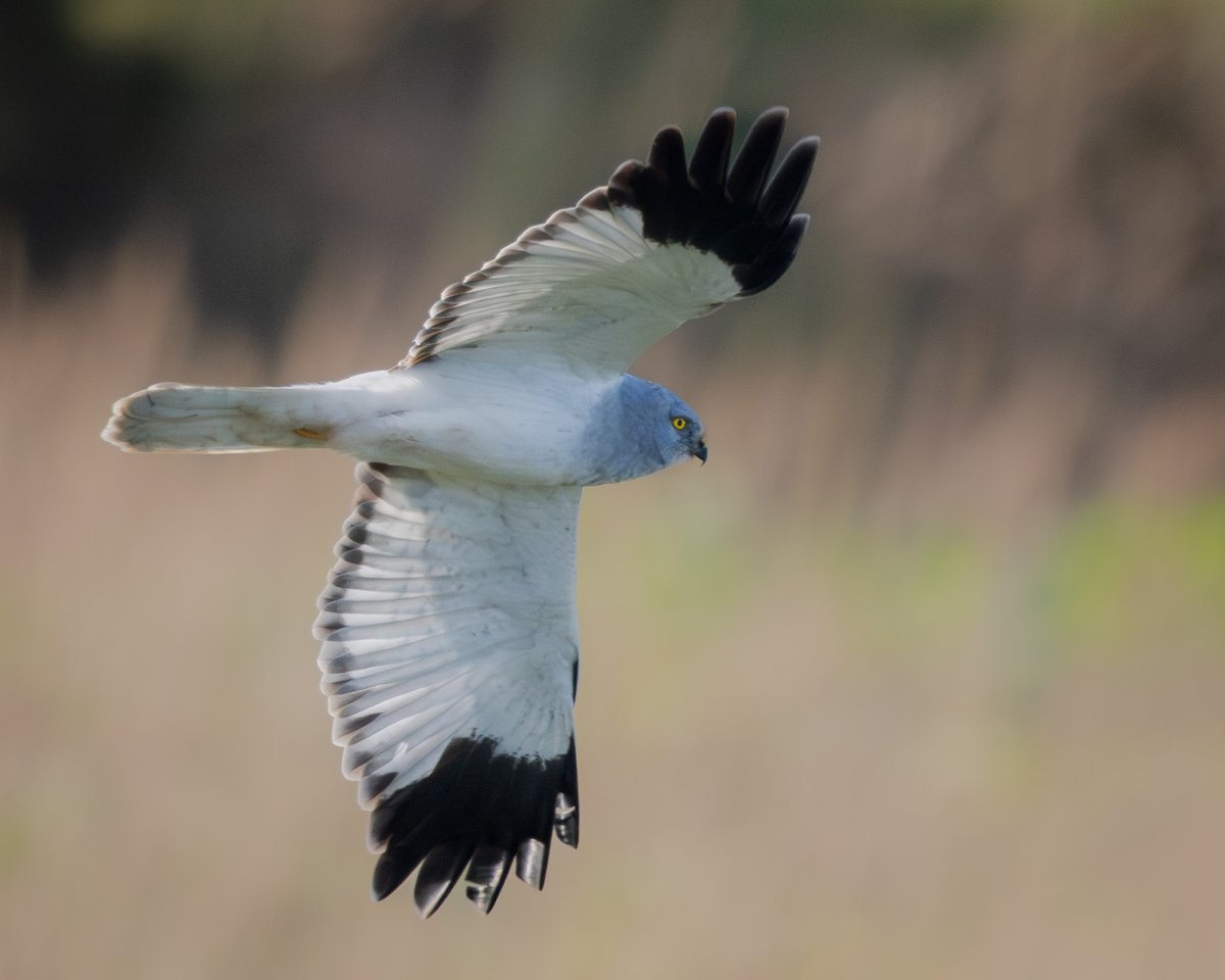 manxmannin's tweet image. Last photo session for 2025 rewarded me with this stunning Male Hen Harrier (Circus cyaneus) The 'Grey ghost' #isleofman #NatureBeauty 🇮🇲