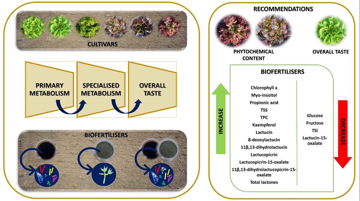 Plants_MDPI's tweet image. 🥬 Can biofertilisers change lettuce taste and quality? This study shows how cultivar choice and microbial fertilisers reshape phytochemicals, pigments, and flavour—red types rich in bioactives, green ones leading in taste.

🔗 brnw.ch/21wYKDC

#Lettuce #PlantScience