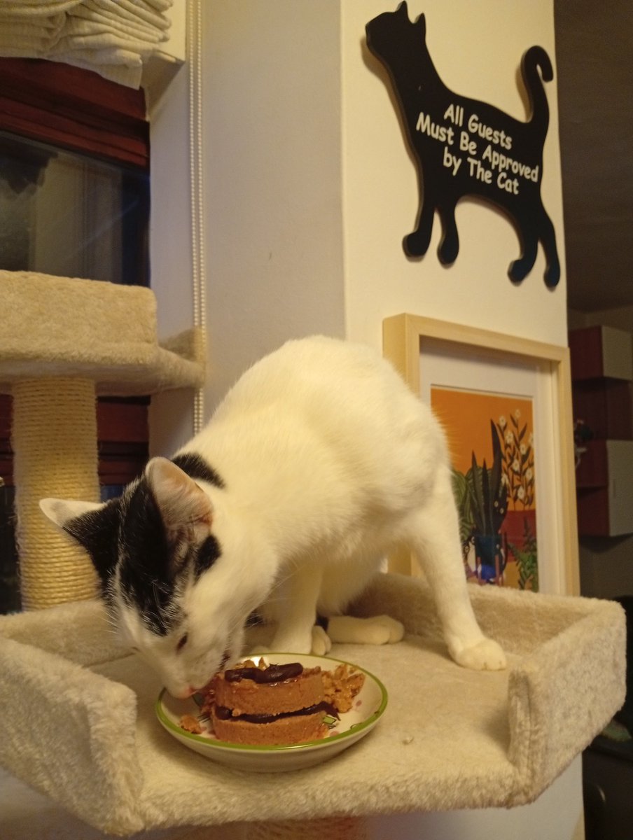 denantesmorta's tweet photo. @desdeoturonio Aquí xa hai quen o está celebrando cunha mini-torta de latiña de polo con recheo de malta! 🫢🫢
#FamiliaFelina https://t.co/161ZHF5nuF