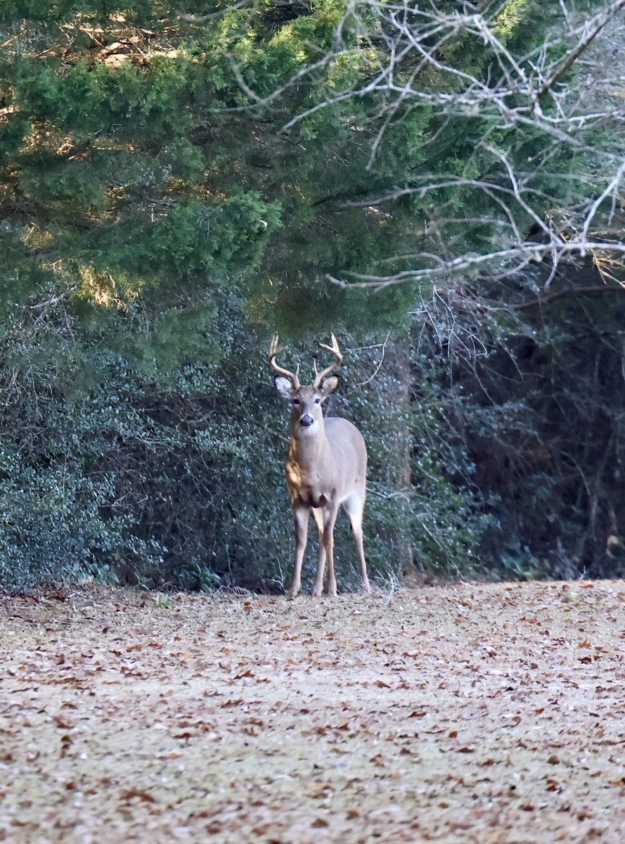 DonnaWells08's tweet image. Our backyard #buck @spann @RyanMichaelsWX @RyanMichaelsWX @ChrisSmithPW
