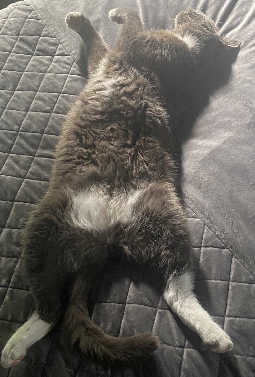 Fairy Cat Mother tweet media