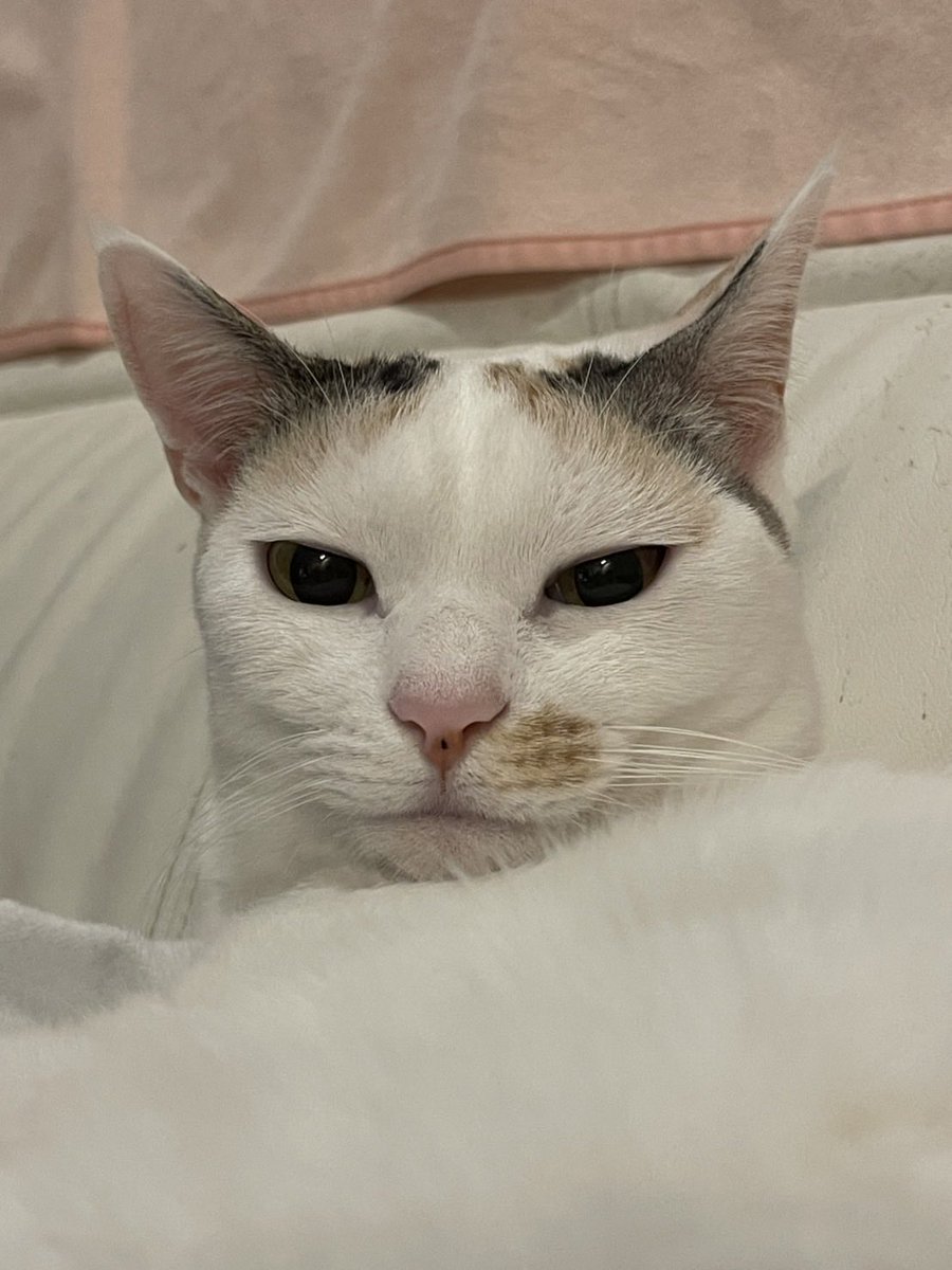 ヤサグレ飛猫隊マチ(こぅ) tweet media