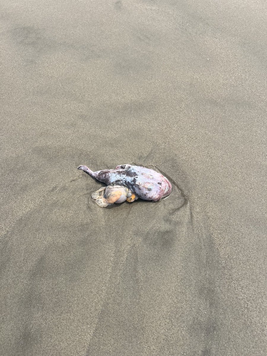 🟩 Encontrado en mancora. Es de los peces que predicen terremotos?