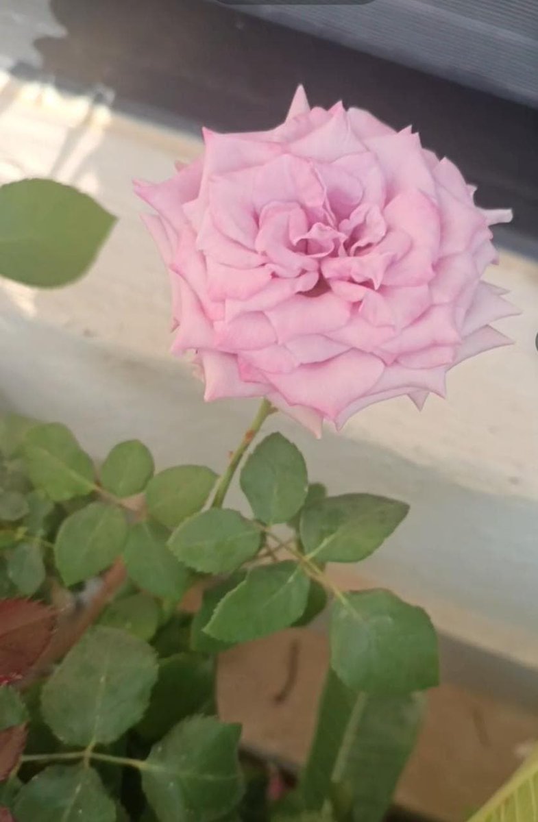 منصور المشيقح tweet media