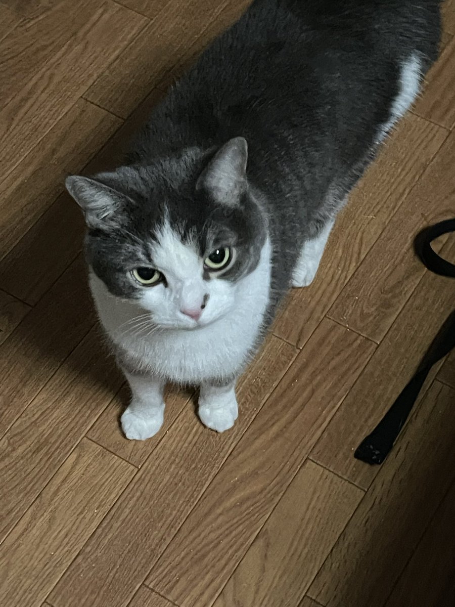 harishin000's tweet image. あけましておめでとうございます🎍
伊勢山皇大神宮へ初詣に行ってきたよ。
帰宅したら相棒が「何やってたんだ！」って感じで、怒り気味に起きてきたけど。
今年もよろしくお願いします✨