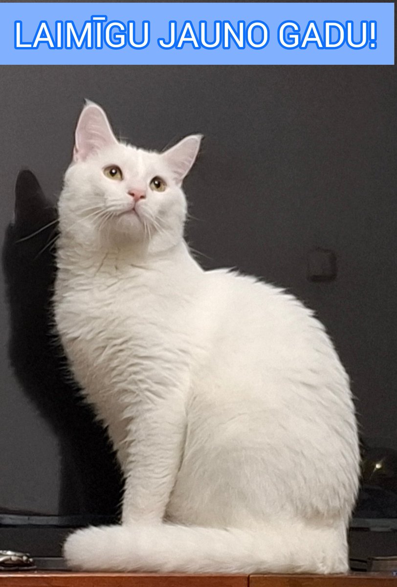 Dimitrijs Savvins (@dimitriysavvin) on Twitter photo 