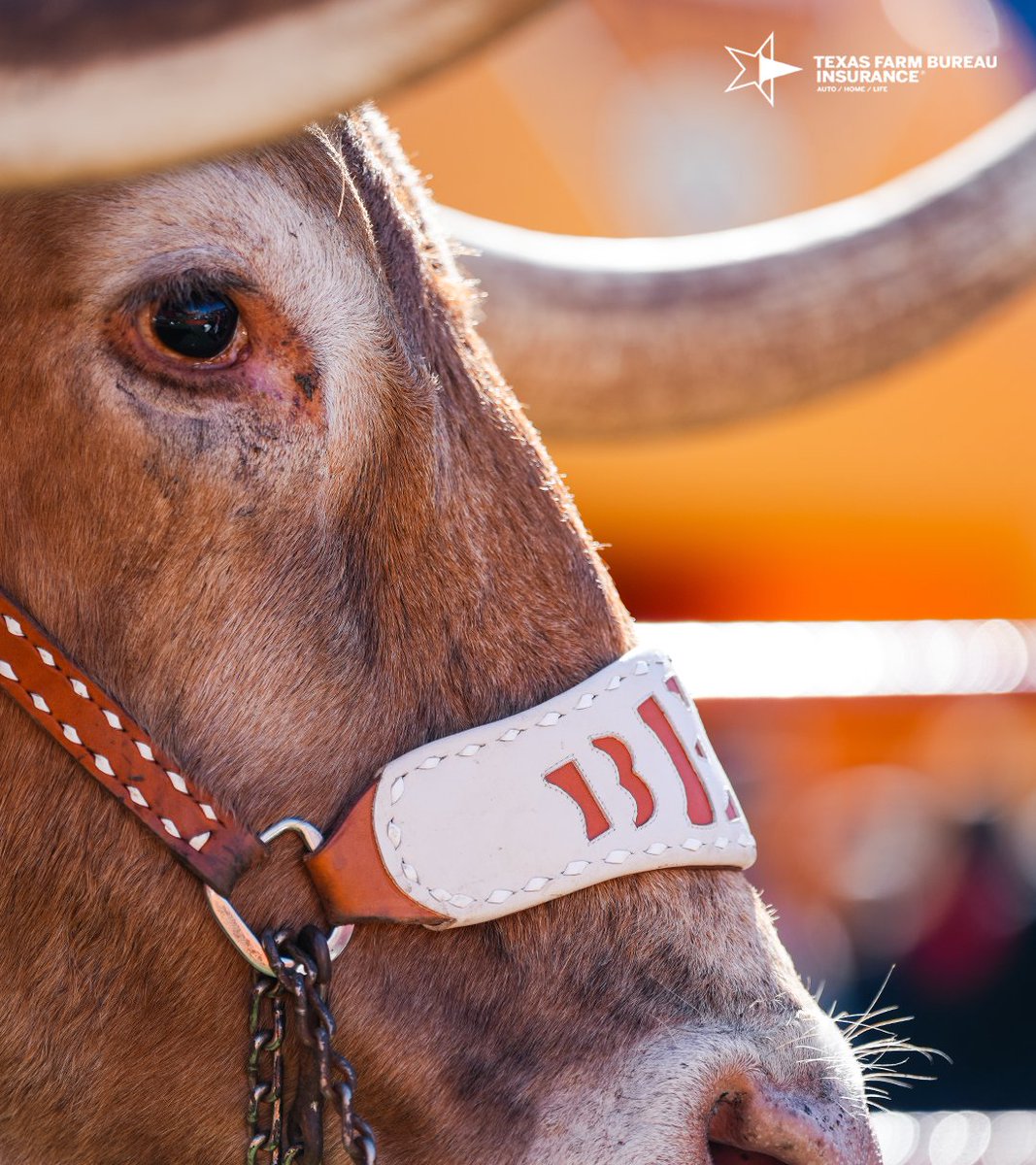 TexasLonghorns's tweet image. big guy: bowl edition 🤘

#HookEm