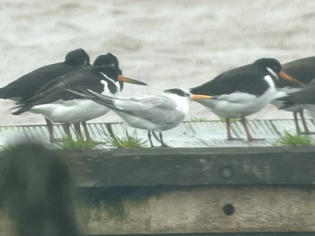 Ian Bennell tweet media