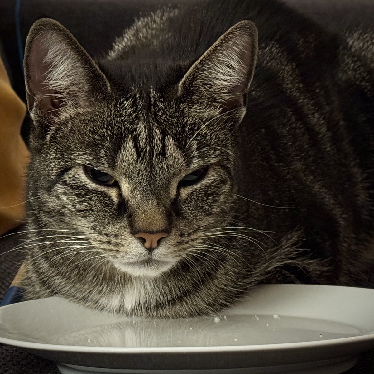 Wie sich Emma auf Silvester freut.
Ich soll euch grüßen.