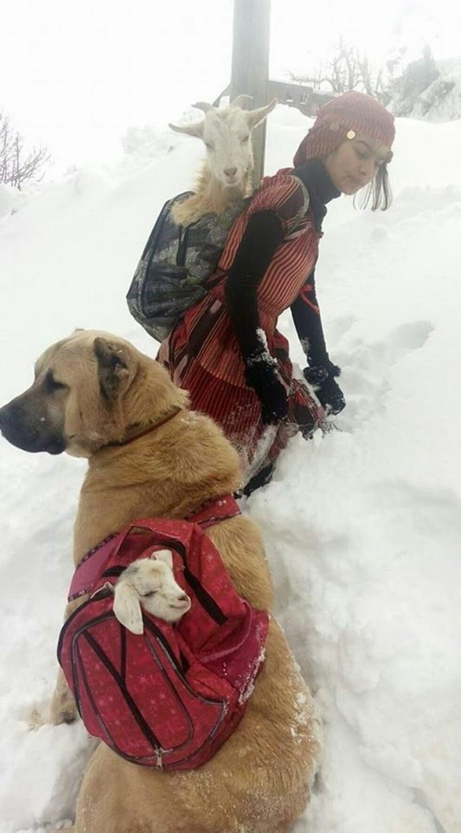 ExplorerMoment's tweet photo. Loyalty and compassion
Rize, Turkey https://t.co/dfyWcCnqQm