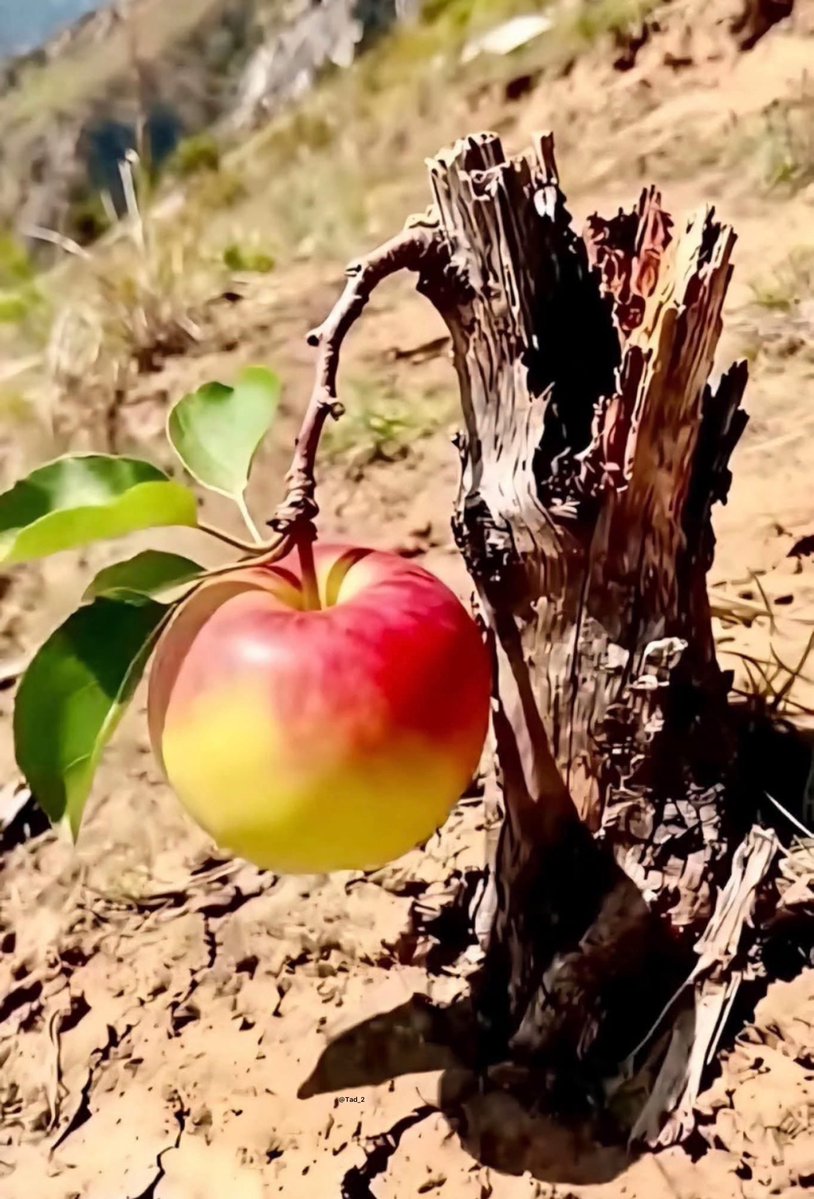 إذا وضعت عنوانا مناسبا لهذه الصورة فاعلم انك إنسان بالغ الحكمة . 🗯️🗯️