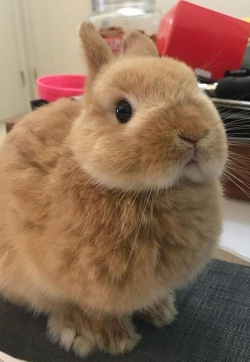 seungmin as bunnies tweet media