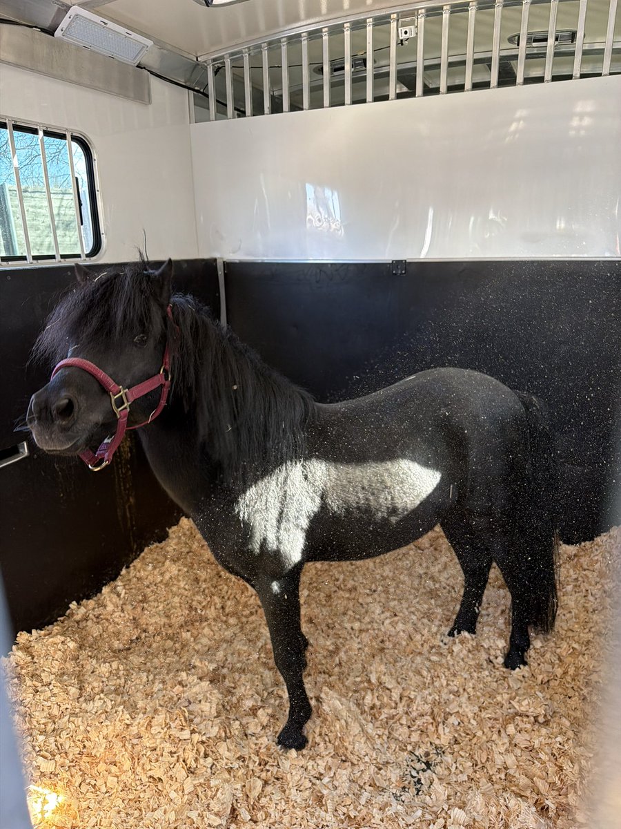 Peruna IX tweet media