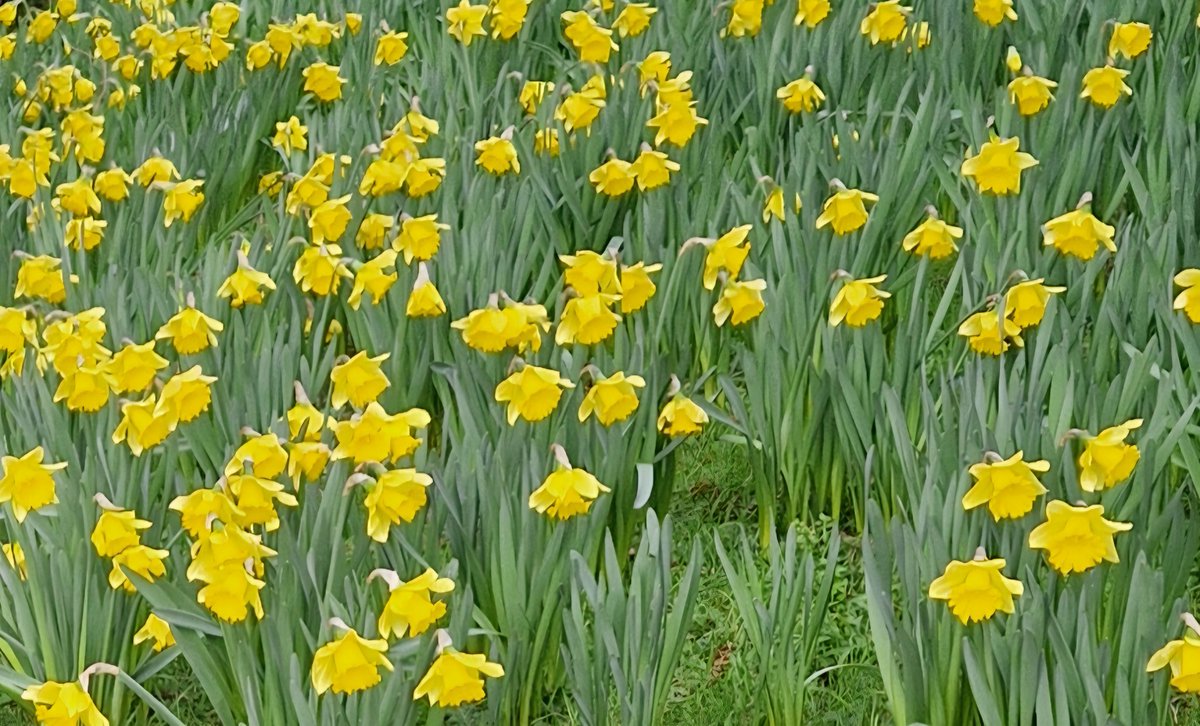 Vicky_Freeman's tweet image. The first signs of Spring and new hope are coming.

Happy New Year.

I hope 2026 brings everything you wish for xx