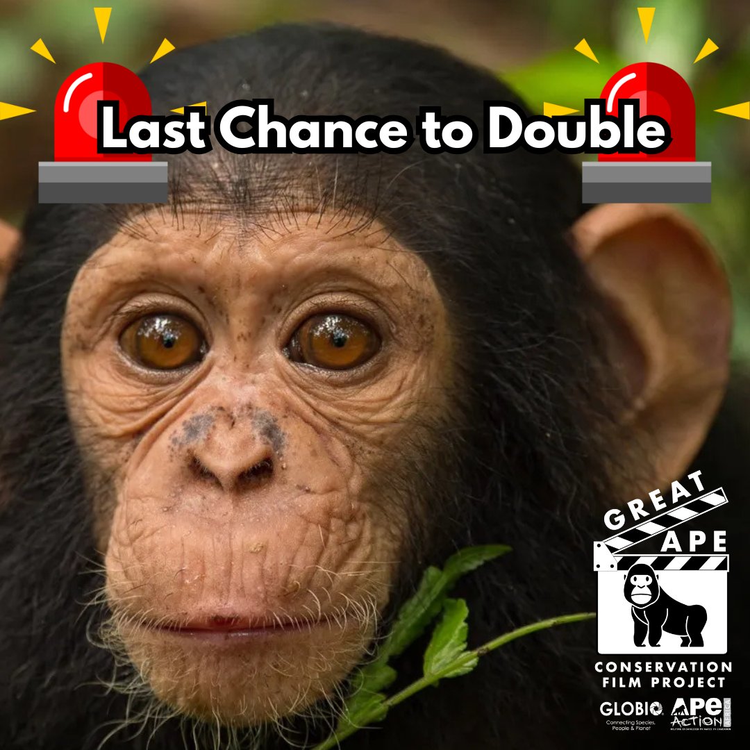 GLOBIO Apes tweet media