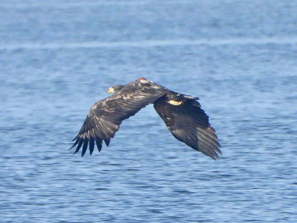 Rob Johnson tweet media