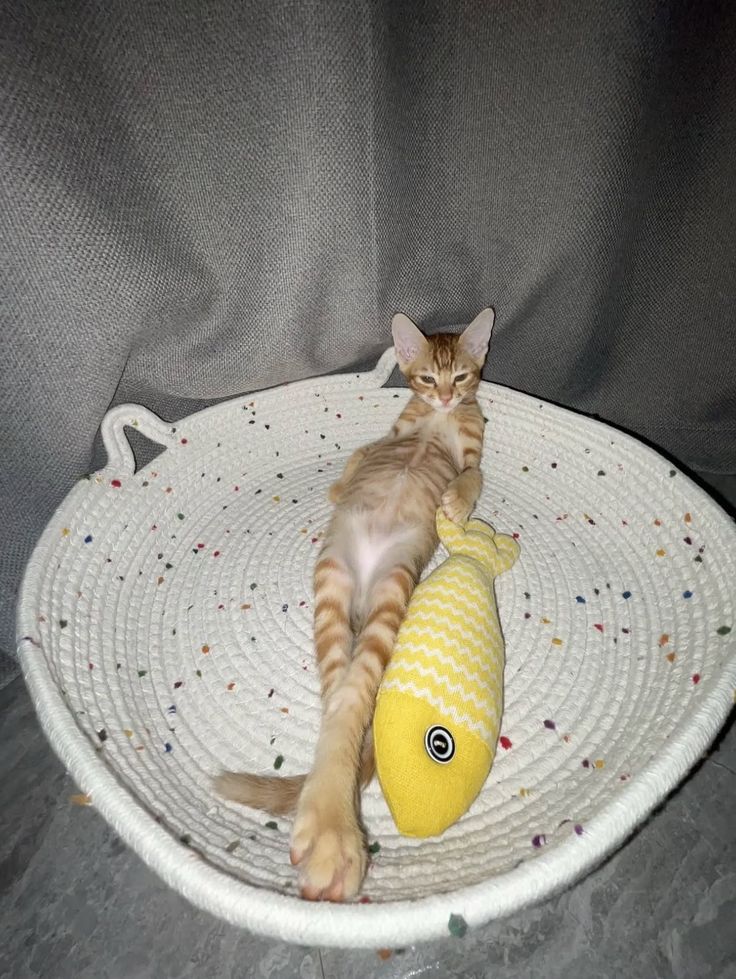 Posts Of Kittens🐾 tweet media
