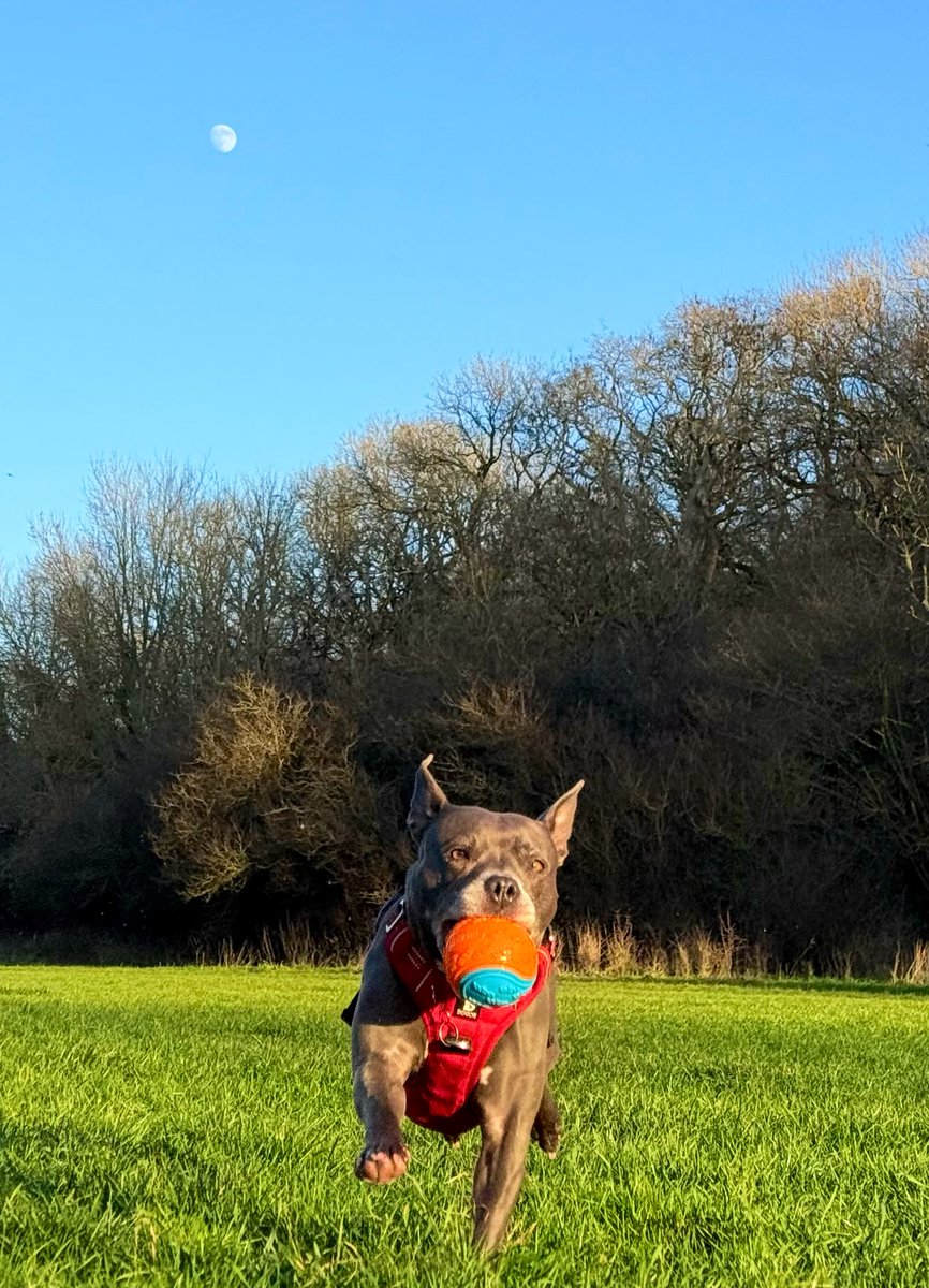 IsaMary2021's tweet image. I played and played today until the moon came out ❤️❤️ #IsaMary #CuteDogs #FunInTheSun