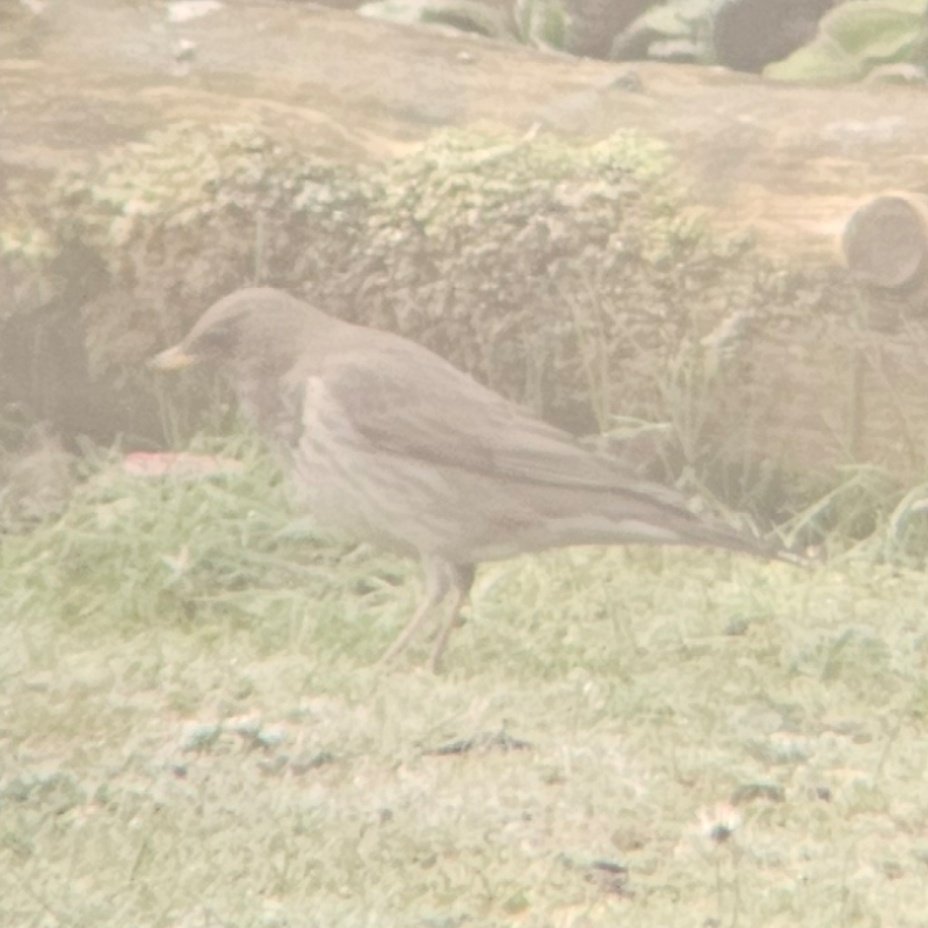 ED Birding tweet media