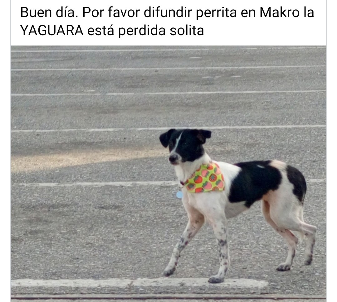 Está en Makro la Yaguara Caracas