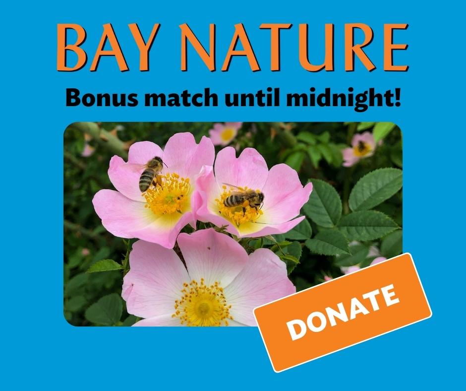 Bay Nature magazine tweet media
