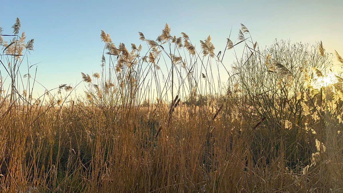 Bfbirdsofprey's tweet image. Norfolk reeds this afternoon on New Year’s Eve. Happy New Year!