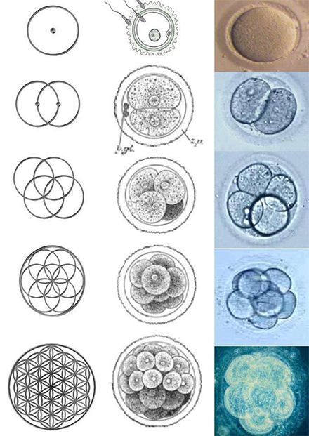 0ccultbot's tweet image. 