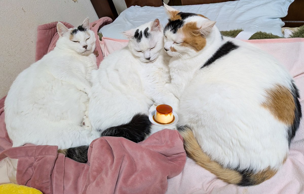 ぷりんりんりん (@purinrinrin628) / Posts and Replies / X