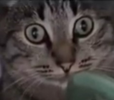 Verbing the adjectivest nouns since 1984 (@tinastsebastian) on Twitter photo 